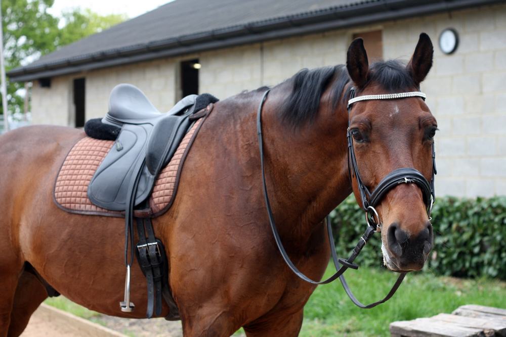 Selle et accessoires