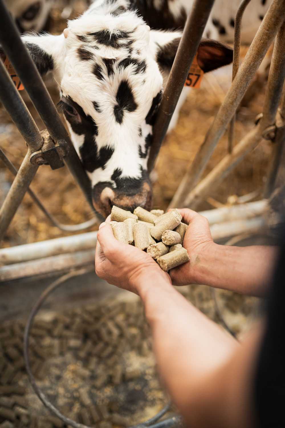 Efficacité et transition alimentaire