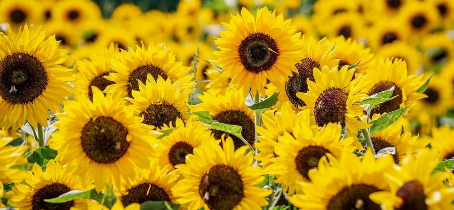 Tournesol