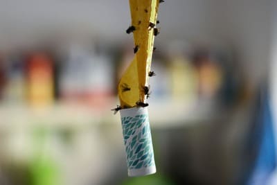 Anti-insectes Anti-insectes