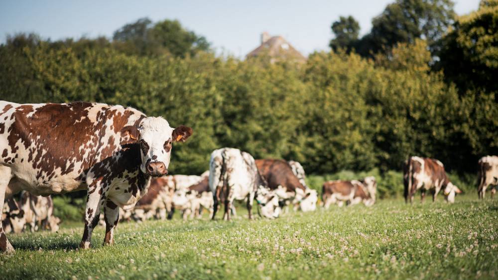 Vêlage et début de lactation