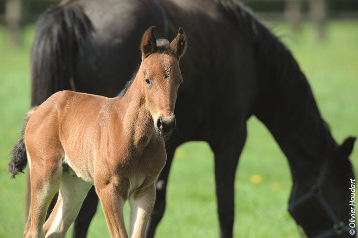 Jument et son poulain Chevaux dans un pré