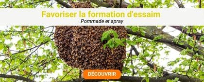 Essaim d'abeilles