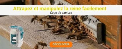 Abeilles à l'entrée de la ruche