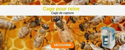 Reine des abeilles