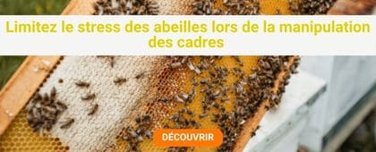 Cadre avec des abeilles et du miel