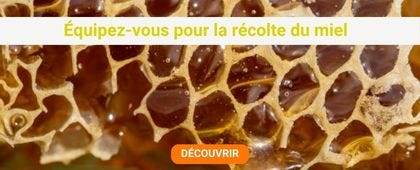 Alvéoles de miel d'abeilles