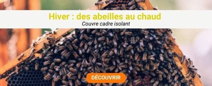 Abeilles sur un cadre de ruche