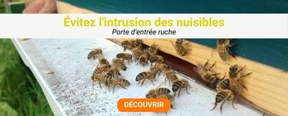 Abeilles à l'entrée de la ruche