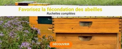 Ruches dans l'herbe