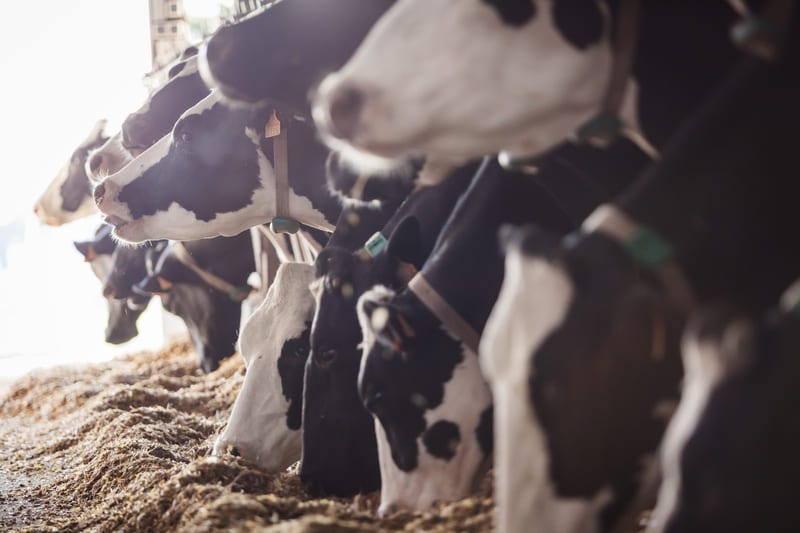 vaches, bâtiment, mangent