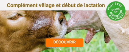 Veau qui tète sa mère