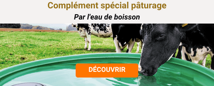 Vache qui boit de l'eau au pâturage