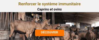 Chèvres étable