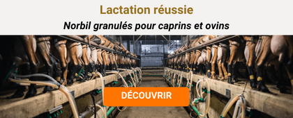 Chèvres en salle de traite