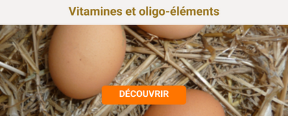 Oeufs de poule sur paille