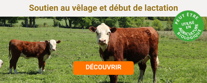 Vache et son veau dans une prairie