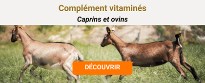 Chèvres qui courent