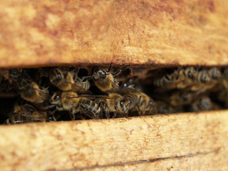 Abeilles entrée de ruche