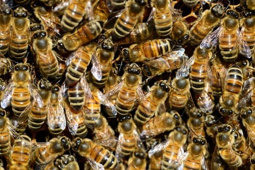 Abeilles en grappe Abeilles