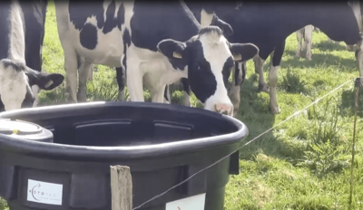 hydratation des vaches avec abreuvoir de prairie