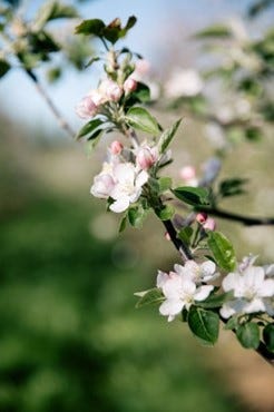 branche de pommier en fleurs branche avec fleurs de pommier