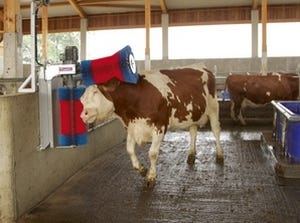 brosse à vache électrique