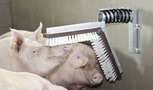 brosse pour porcs brosse porcherie
