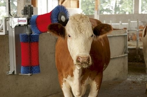 brosser animaux brosse à vache