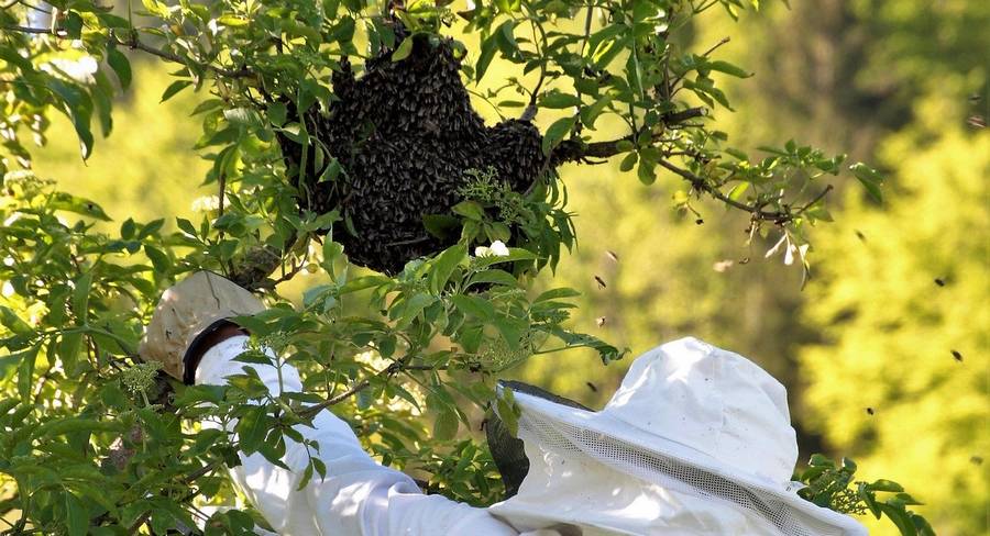 capture d'un essaim d'abeilles capturer essaim abeilles