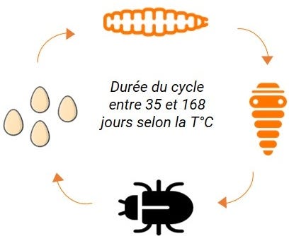 le cycle biologique du ténébrion