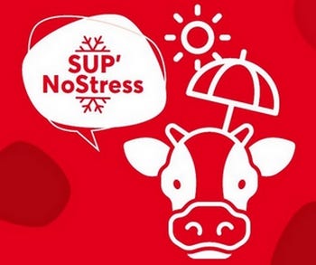 vache stress thermique