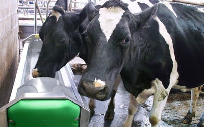 abreuvoir basculant pour vache en stabulation