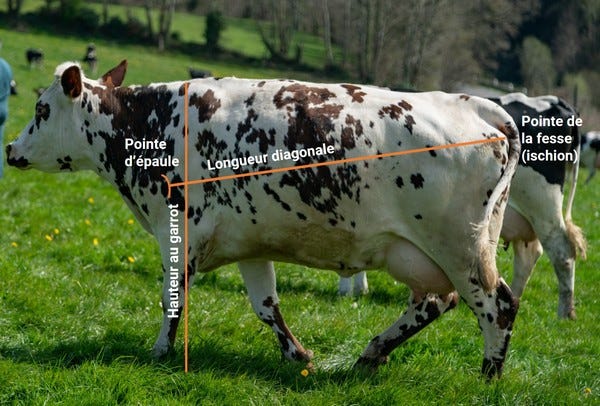 comment mesurer une vache points de mesure