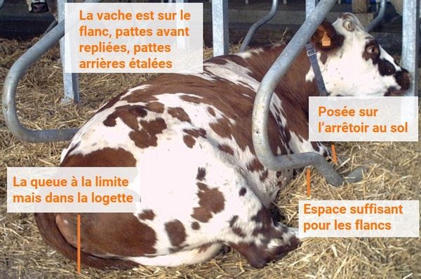 régler la logette pour vache couchée