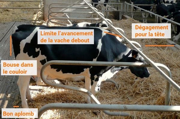 le réglage de la logette pour vache debout régler la logette pour vache debout