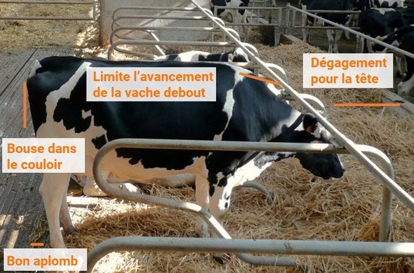 régler la logette pour vache debout