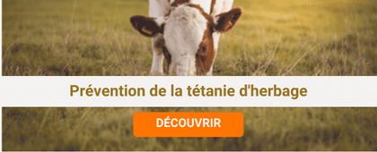 Vache qui broute