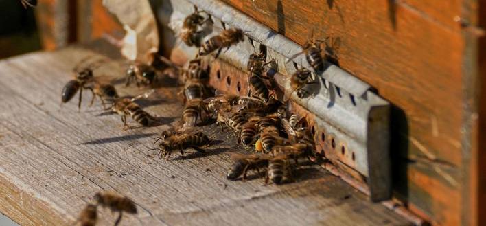 remérage d'une ruche reine abeille