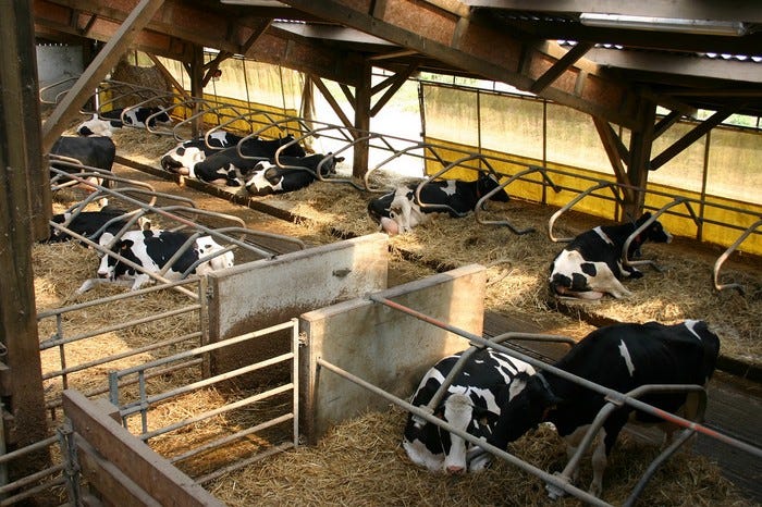 vaches en stabulation