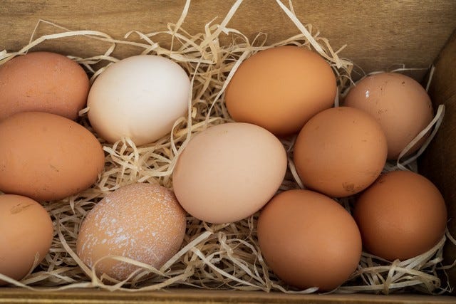 Stockez les œufs récoltés pointe vers le bas stocker les œufs pour préparer la couveuse
