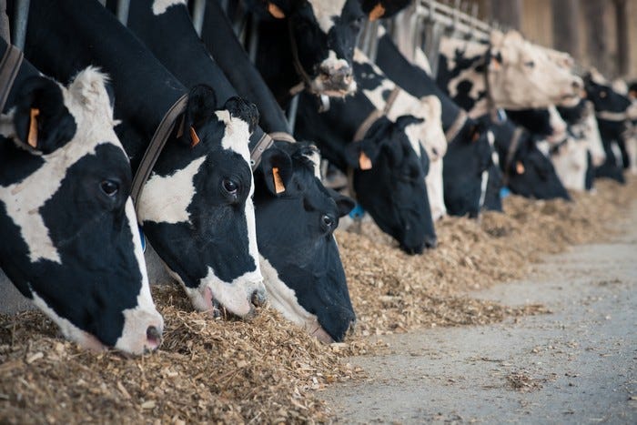 gérer stress thermique par la nutrition