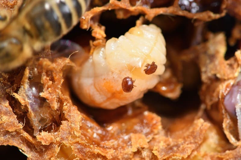 varroa dans un couvain mâle