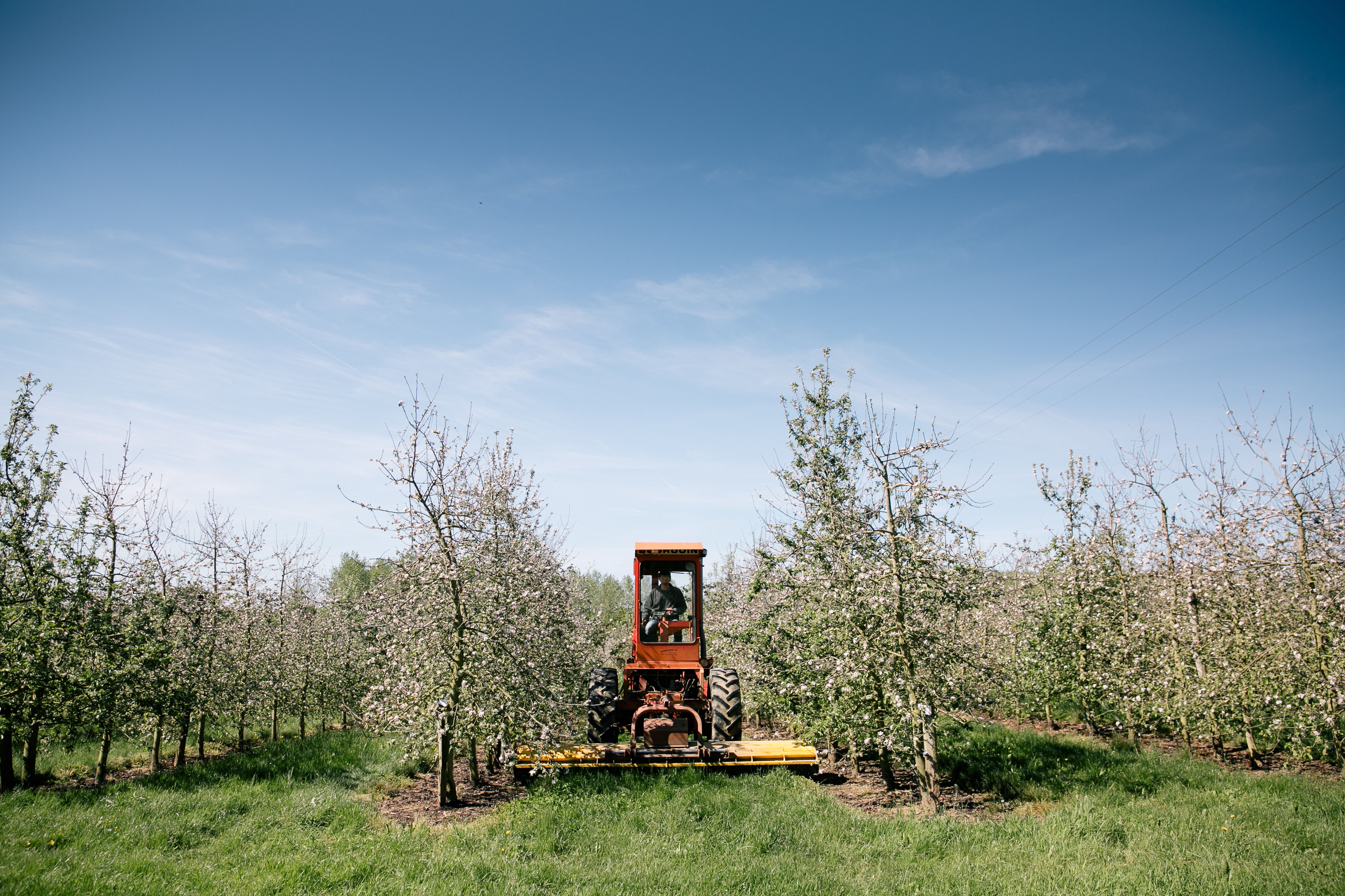 entretien jeunes vergers entretien plantation vergers